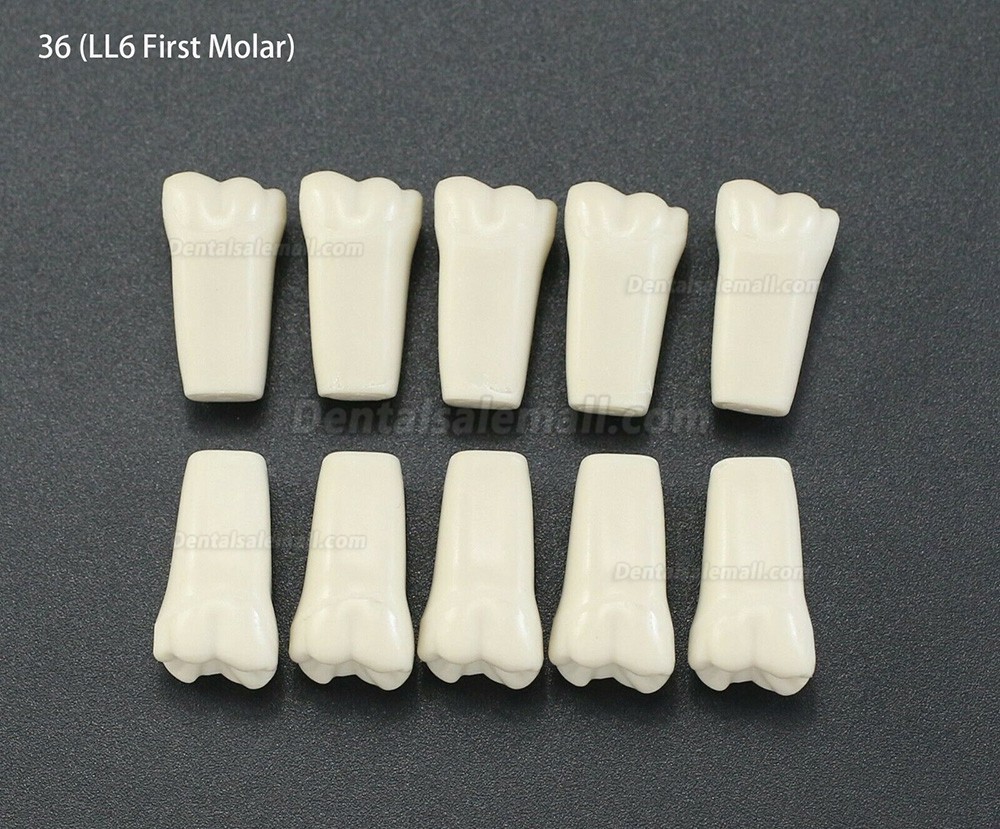 10Pcs/lot Dental Typodont Teeth Replacement Teeth Compatible with Columbia 860